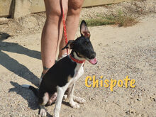 CHISPOTE, Hund, Ratonero Bodeguero Andaluz-Mix in Spanien - Bild 5