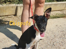 CHISPOTE, Hund, Ratonero Bodeguero Andaluz-Mix in Spanien - Bild 6
