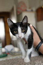 LIAM, Katze, Hauskatze in Bulgarien - Bild 3