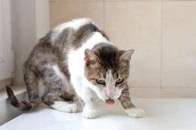 PACO, Katze, Hauskatze in Bulgarien - Bild 3