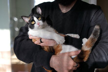 ARIA, Katze, Hauskatze in Bulgarien - Bild 4