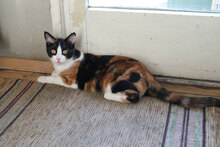 ARIA, Katze, Hauskatze in Bulgarien - Bild 5