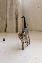 ARNOLD, Katze, Hauskatze in Bulgarien - Bild 1