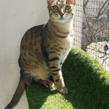 ARNOLD, Katze, Hauskatze in Bulgarien - Bild 9