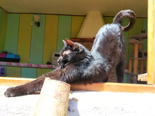 BAGHEERA, Katze, Hauskatze in Bulgarien - Bild 9