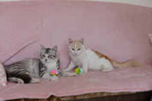 MERLIN, Katze, Hauskatze in Bulgarien - Bild 1