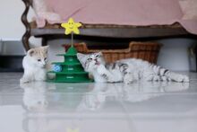 MERLIN, Katze, Hauskatze in Bulgarien - Bild 2