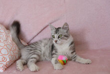 MERLIN, Katze, Hauskatze in Bulgarien - Bild 4