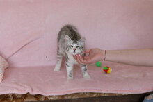 MERLIN, Katze, Hauskatze in Bulgarien - Bild 5