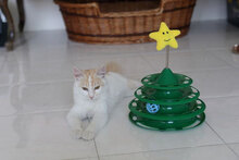 DINO, Katze, Hauskatze in Bulgarien - Bild 4
