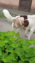 FLOKI, Hund, Foxterrier in Ungarn - Bild 10
