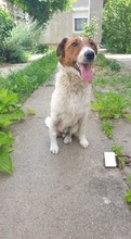 FLOKI, Hund, Foxterrier in Ungarn - Bild 2