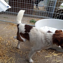 FLOKI, Hund, Foxterrier in Ungarn - Bild 3
