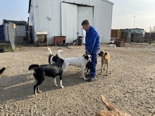 LEOPOLD, Hund, Greyhound in Rumänien - Bild 16