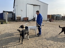 LEOPOLD, Hund, Greyhound in Rumänien - Bild 17