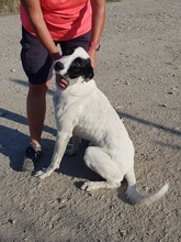 LEOPOLD, Hund, Greyhound in Rumänien - Bild 3