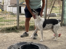BRUNI, Hund, Mischlingshund in Rumänien - Bild 12