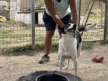 BRUNI, Hund, Mischlingshund in Rumänien - Bild 13