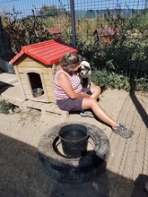 BRUNI, Hund, Mischlingshund in Rumänien - Bild 14