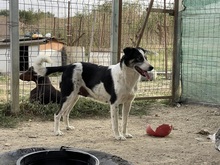 BRUNI, Hund, Mischlingshund in Rumänien - Bild 15