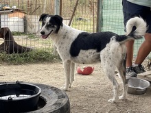 BRUNI, Hund, Mischlingshund in Rumänien - Bild 7