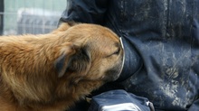 OLAF, Hund, Mischlingshund in Rumänien - Bild 1