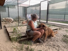 OLAF, Hund, Mischlingshund in Rumänien - Bild 10