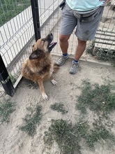 OLAF, Hund, Mischlingshund in Rumänien - Bild 11