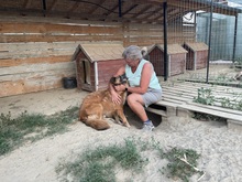 OLAF, Hund, Mischlingshund in Rumänien - Bild 13
