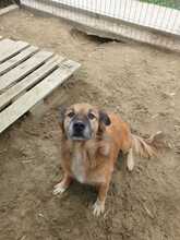 OLAF, Hund, Mischlingshund in Rumänien - Bild 15