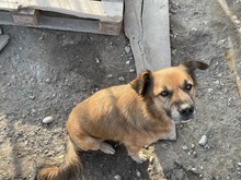 OLAF, Hund, Mischlingshund in Rumänien - Bild 16