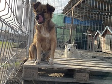 OLAF, Hund, Mischlingshund in Rumänien - Bild 17