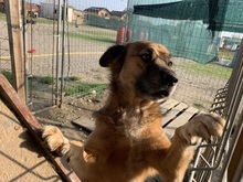 OLAF, Hund, Mischlingshund in Rumänien - Bild 18