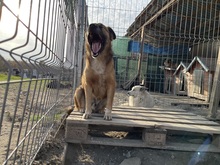 OLAF, Hund, Mischlingshund in Rumänien - Bild 19