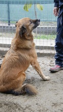 OLAF, Hund, Mischlingshund in Rumänien - Bild 2