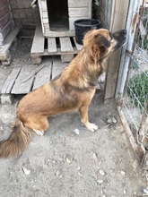 OLAF, Hund, Mischlingshund in Rumänien - Bild 21