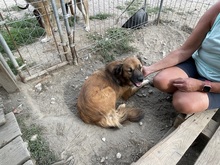 OLAF, Hund, Mischlingshund in Rumänien - Bild 22