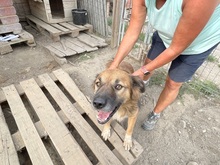 OLAF, Hund, Mischlingshund in Rumänien - Bild 23