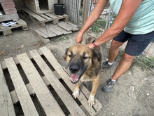OLAF, Hund, Mischlingshund in Rumänien - Bild 25