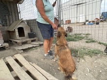 OLAF, Hund, Mischlingshund in Rumänien - Bild 26