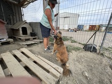 OLAF, Hund, Mischlingshund in Rumänien - Bild 27