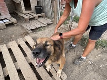 OLAF, Hund, Mischlingshund in Rumänien - Bild 28