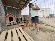 OLAF, Hund, Mischlingshund in Rumänien - Bild 29