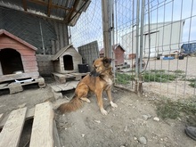 OLAF, Hund, Mischlingshund in Rumänien - Bild 30