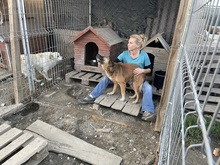 OLAF, Hund, Mischlingshund in Rumänien - Bild 32