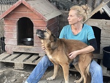 OLAF, Hund, Mischlingshund in Rumänien - Bild 33