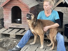OLAF, Hund, Mischlingshund in Rumänien - Bild 35