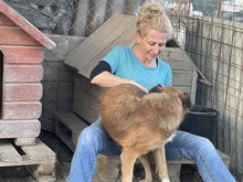 OLAF, Hund, Mischlingshund in Rumänien - Bild 36