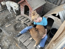 OLAF, Hund, Mischlingshund in Rumänien - Bild 37