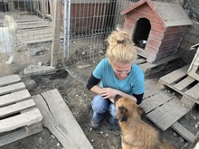 OLAF, Hund, Mischlingshund in Rumänien - Bild 38